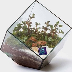 تصویر گیاه طبیعی تراریوم سل تراریوم مدل مربع سرکج 