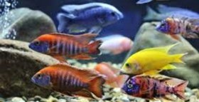 تصویر ماهی سیچیلاید رنگی آفریقایی ۸ تا ۱۰ سانت ( پک ۵ عددی) Cichlid African colours