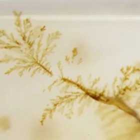 تصویر سنگ شجر کد 2313 