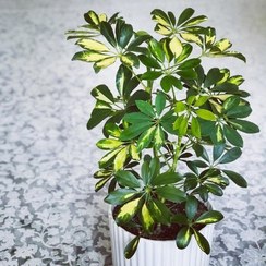 تصویر سفارش شفلرا برای فضاهای خشک و کم نور 