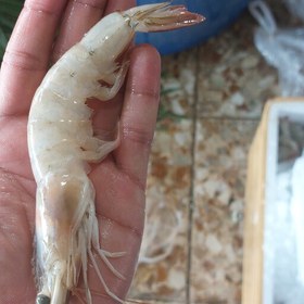 تصویر میگو دریایی و پرورشی سایز 30 40 هر 30 الی 40 تا میگو پاک نشده معادل یک کیلو گرم است. 