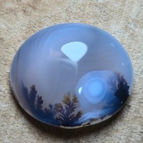 تصویر شجر قائن خاص زیبا 