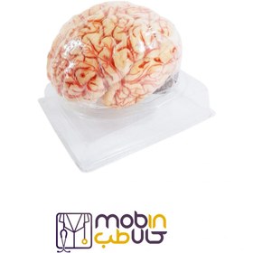 تصویر مولاژ آناتومی مغز انسان 