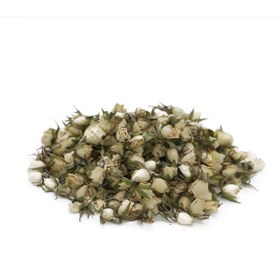 تصویر غنچه نسترن سفید 