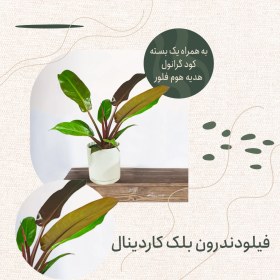 تصویر فیلودندرون بلک کاردینال پلیمیری 