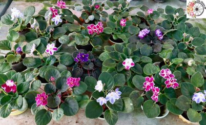 تصویر پک ۲۰ عددی بنفشه آفریقایی 