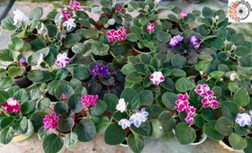 تصویر پک ۲۰ عددی بنفشه آفریقایی 