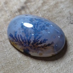 تصویر شجر قائن قواره دار 