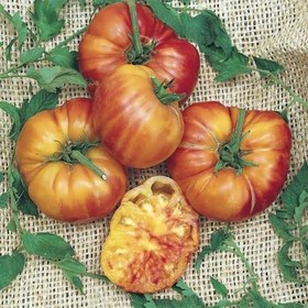 تصویر بذر گوجه فرنگی رنگین کمان 