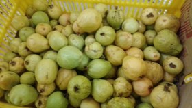 تصویر میوه گواوا یا زیتون محلی 