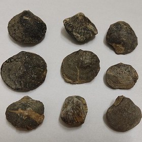 تصویر مجموعه فسیل FS128 