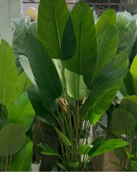 تصویر درختچه مصنوعی نیکولای(پرنده بهشتی) 23 برگ شامل 15 برگ غلاف بزرگ و 8 برگ غلاف کوچک ارتفاع 175 سانتی متر 