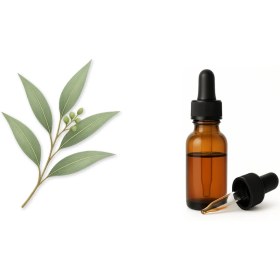 تصویر اسانس پایه عطر سازی اکالیپتوس - حجم: 500 میلی‌لیتر 
