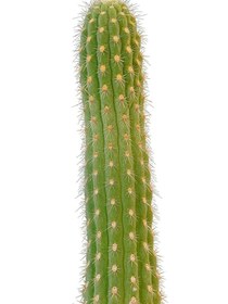 تصویر کاکتوس سن پدرو 