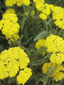 تصویر بومادران بسته 100 گرمی