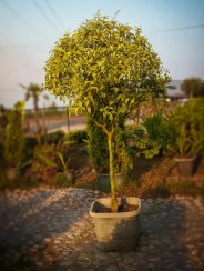 تصویر درختچه لیگستروم ابلق (لیگستروم اواليفوليوم ابلق) 