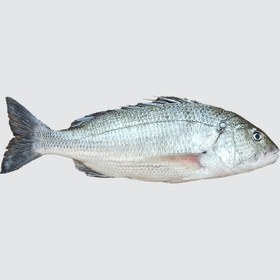 تصویر ماهی صبیتی 