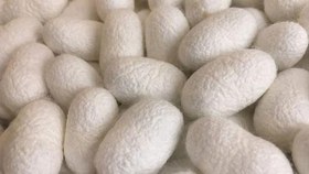 تصویر پیله ابریشم / پاکسازی پوست / پیله طبیعی کلاژن ساز ارگانیک حسنی silk cocoon