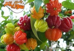 تصویر نهال گیلاس سورینام گلدانی دو ساله 