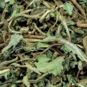 تصویر گیاه کاسنی - ۱۰۰ گرم Cchicory plant