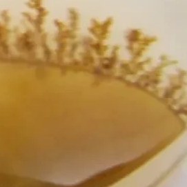 تصویر سنگ شجر کد 2382 