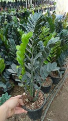 تصویر گل آپارتمانی زاموفیلیا بلک سطل۳ 