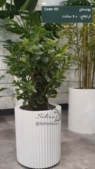 تصویر درختچه مصنوعی بونسای شفرا سایز ۶۰ سانت 