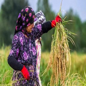 تصویر برنج هاشمی گیل 10 کیلویی 