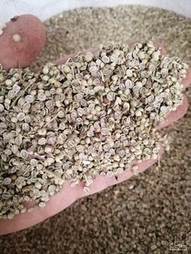 تصویر گشنیز شکسته 