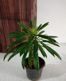 تصویر نخل ماداگاسکار Madagascar palm