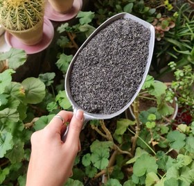 تصویر ریحان بنفش 