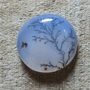 تصویر شجر قائن واضح زیبا. 