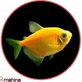 تصویر ماهی کالرویدو زرد - 4 تا 5 سانتی متر 