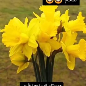 تصویر پیاز گل ژونکی کاسه درشت (یک کیلو) 