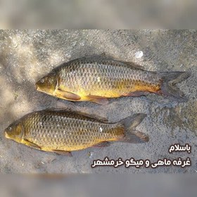 تصویر ماهی کپور سایز بزرگ تازه و صید روز (پک دو کیلویی)بسیار خوشمزه و لذیذ مناسب برای سرخ و کباب کردن 