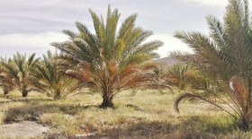 تصویر ازمایش بیماری نخل 