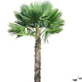 تصویر بذر پالم لاتانیا ۵ عددی ا Bazr palm latania Bazr palm latania