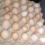 تصویر تخم مرغ محلی کاملا اورگانیک. 