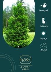 تصویر کاج طلایی یا لاوسون - گـلـفـروشی آنـلایـن روحـیـه 