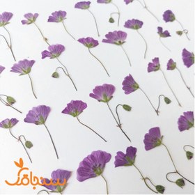 تصویر گل ژرانیوم (۱۰عددی) 