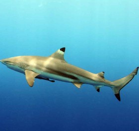 تصویر کوسه مرجانی باله سیاه بلک تیپ Blacktip Reef Shark