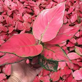 تصویر آگلونما پینک کاترین عروسکه زیبا Aglaonema Pink Katrina هزینه ارسال بصورت پس کرایه و بعهده مشتری می باشد 