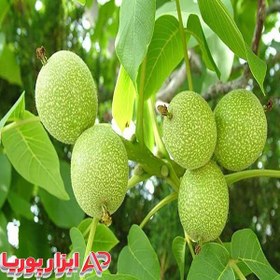 تصویر نهال گردو تویسرکان 