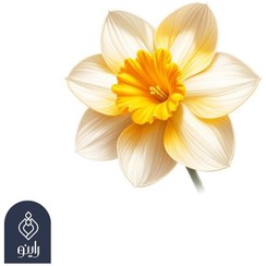 تصویر عطر طبیعی گل نرگس (Narges Flower) 