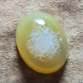 تصویر باباقوری زرد 