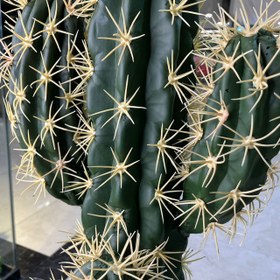 تصویر درختچه‌ کاکتوس مصنوعی 