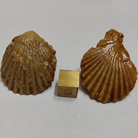 تصویر مجموعه فسیل FS113 