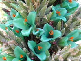تصویر بذر کمیاب گل پویا آبی Puya Berteroniana 