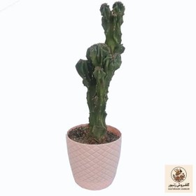 تصویر گیاه طبیعی کاکتوس صخره ای کد s01 | کد: ZNB-4N3 