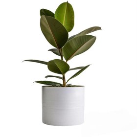 تصویر گیاه طبیعی فیکوس کد ۲۵۳ 